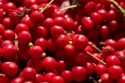 m - schizandra FOT